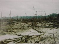 無残に広がる焼畑の跡。昨年は２万５５００平方キロが焼失した