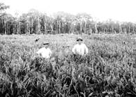 原始林を切り開いて米作をする当時の農家の様子