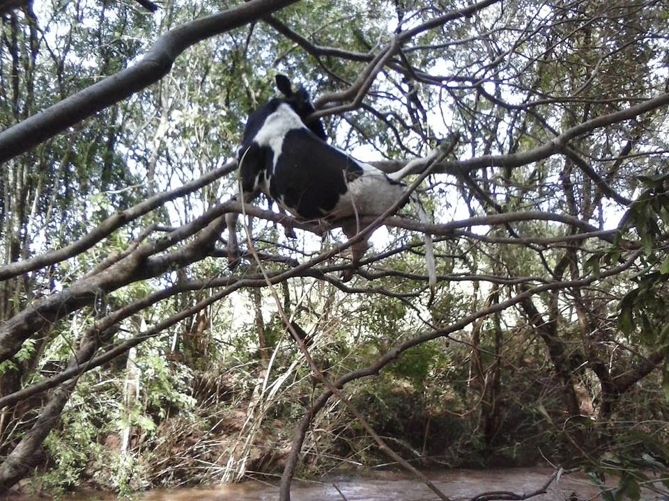 ２メートル以上の木の枝に引っ掛って死亡した牛（Clederson de Lara/ Portal Quedas）