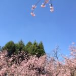 美しい雪割り桜