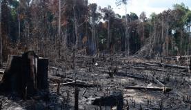 伐採後の小枝などを焼き払った跡地（Arquivo/Agência Brasil）