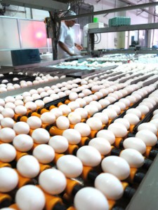 最新の選別機、梱包機が備えられた工場設備を流れる卵