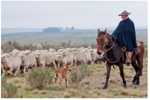 国境付近で羊放牧をするガウーショ（Foto: Claudio Fachel/Palacio Piratini）