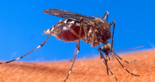 デング熱を媒介する熱帯シマダラ蚊（Arquivo Wikipédia）