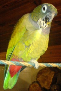 『マリタカ』はブラジルに生息するオウム目インコ科の鳥（Foto By moi-même (Own work) [Public domain], via Wikimedia Commons）
