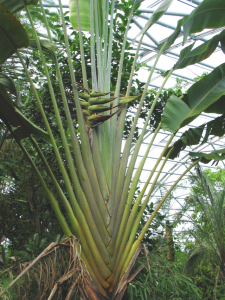 『旅人木』は旅人ヤシとしても知られるマダガスカル原産のバナナに似た植物（Foto Talos at the German language Wikipedia [GFDL (httpwww.gnu.orgcopyleftfdl.html) or CC-BY-SA-3.0 (httpcreativecommons.orglicensesby-sa3.0)], via Wikimedia Commons）