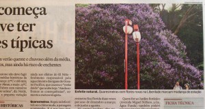 『クワレズマ』はクワレズメイラという南米原産のノボタン（野牡丹）科の花樹（かじゅ）の事 。（写真は２０１０年３月２０日付けエスタード紙でも紹介されたリベルダーデ（東洋街）のクアレズマ）