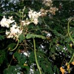 花と鞘（さや）。花は芳香の優れたお茶に、若い鞘はインゲン豆に類似しており食用になる