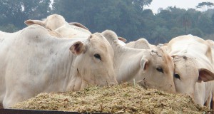 ブラジルで生産されている肉牛（Foto: FMVZ/USP）
