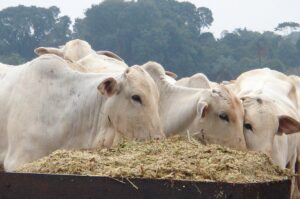 ブラジルで生産されている肉牛（Foto: FMVZ/USP）