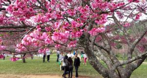 『カルモ』はサンパウロ市内にある公園。この公園に日本人移民が桜を植樹し、今では季節になると見事な花が咲き、桜まつりも行われる。