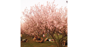 ブラジルでは季節が冬である時期に桜が満開となり、『桜まつり』などが開催される所もある。