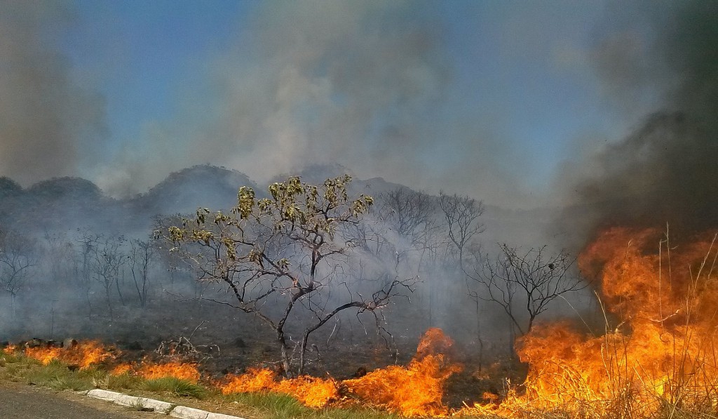 極度に乾燥した日が続き、自然発生した火事（Jose Cruz/Agencia Brasil）
