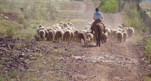 羊飼いのガウーショ（Foto: Duda Pinto/Fotos Publicas）