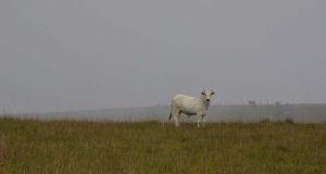草原の牛（Foto: Pedro Bolle/USP Imagens）