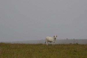 草原の牛（Foto: Pedro Bolle/USP Imagens）