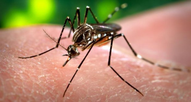 デング熱を媒介する蚊(Foto: Arquivo Wikipedia /Fotos Publicas)