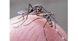 感染源となるネッタイシマカ（mosquito Aedes aegypti）。刺されないよう要注意（Foto: Rafael Neddermeyer/Fotos Publicas, 14/5/2015）