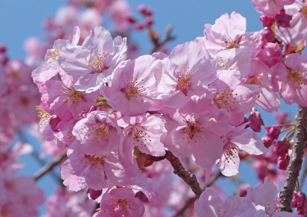 カンポス ド ジョルドン 陽光桜 秘話 桜に込めた日本人の想い サンパウロ市ヴィラ カロン在住 毛利律子 ブラジル知るならニッケイ新聞web