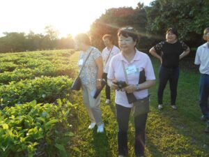 夕日が照るおばあ茶んの茶畑で