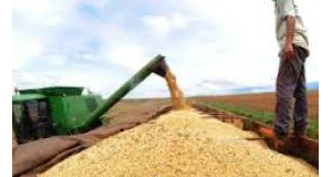 大豆の収穫（Agência Brasil）