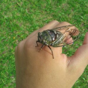 ブラジルにもいるセミ（Cigarra、写真提供＝Andressa Maria Martins Lopez、撮影場所＝Alpes das Águas, São Pedro – SP）