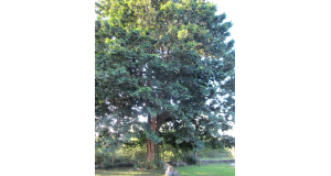 大浦邸の巨木