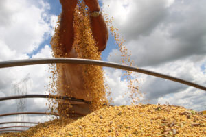 大豆の収穫の様子（Foto Jonas Oliveira）