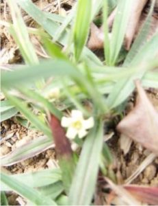 ５ミリほどのアンダーアスーの花