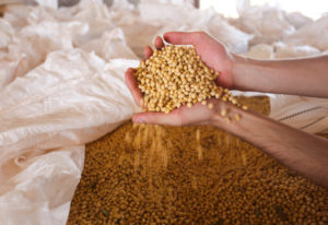 ブラジルは世界トップクラスの大豆生産量を誇る（参考画像 - Gilberto Marques/A2img/FotosPúblicas）