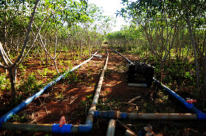 ブラジリア連邦区の灌漑施設（参考画像・Pedro Ventura/Agência Brasília）