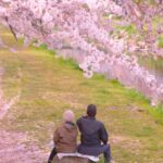 桜の下でくつろぐ高齢者の夫婦