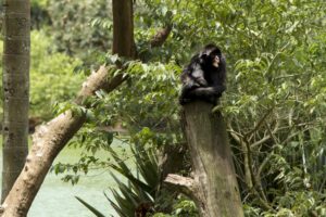 ２３日、サンパウロ市動物園が閉鎖された（Oswaldo Corneti/Fotos Públicas）