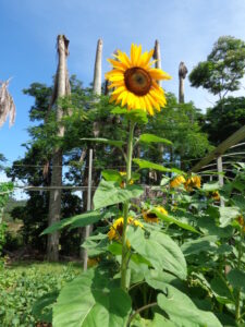 アチバイアの農場で開花したど根性ひまわり８世