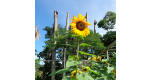 アチバイアの農場で開花したど根性ひまわり８世