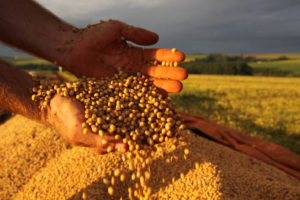 大豆はブラジルの主要農産物だ（参考画像・Jonas Oliveira）
