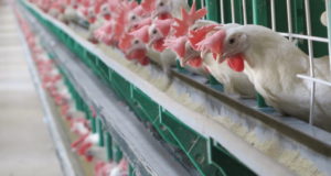各地の日系養鶏場が危機に晒されている