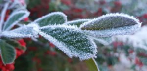霜で覆われた植物の葉（Mycchel Hudsonn Legnaghi/São Joaquim Online）