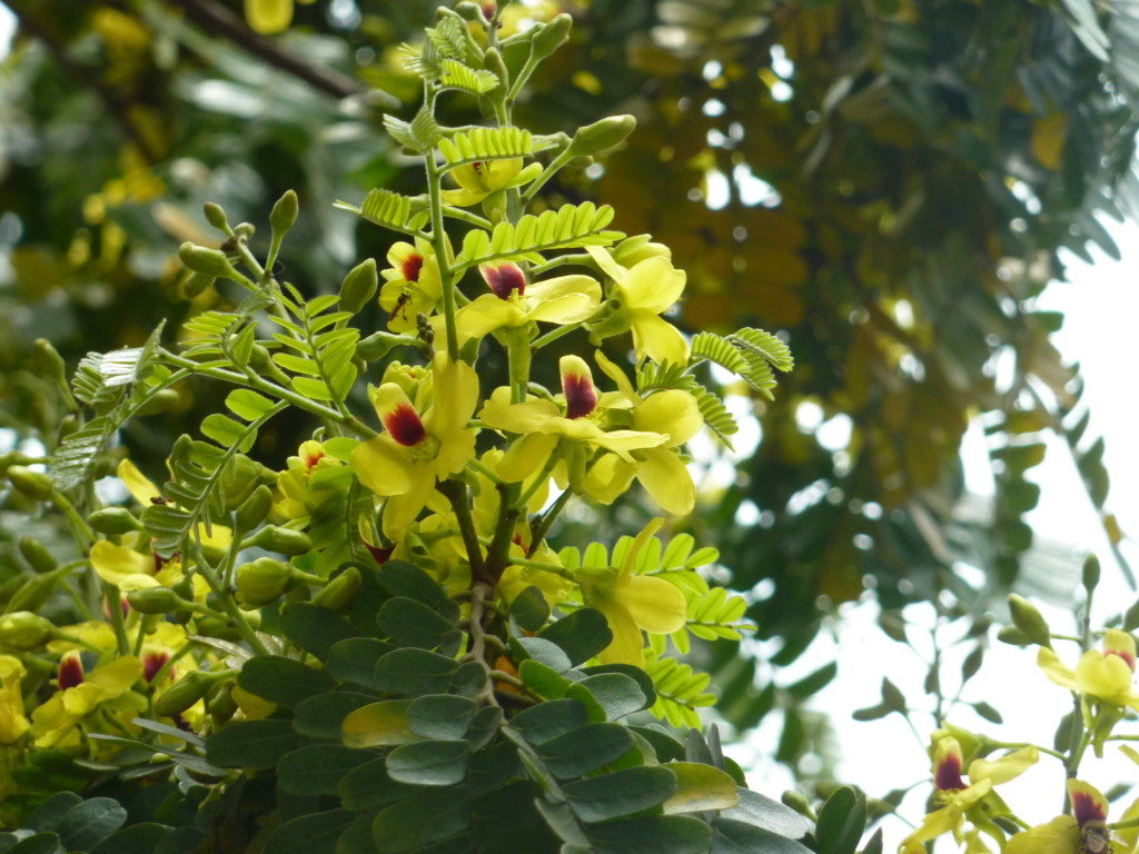 リベルダーデ広場で見ごろのパウ・ブラジルの花