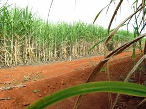 ブラジル サトウキビ生産 旱魃で今期７ の減産予想 エタノール価格に影響 ブラジル知るならニッケイ新聞web