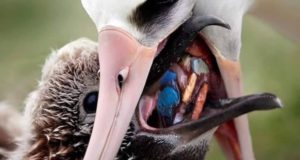 海鳥が口移しで与えるえさの中にもプラスチックごみが含まれている（参考映像、Ecosurf/Divulgação）