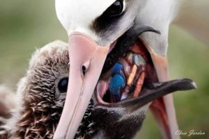 海鳥が口移しで与えるえさの中にもプラスチックごみが含まれている（参考映像、Ecosurf/Divulgação）