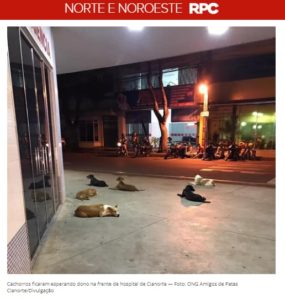 病院の前でルイス氏を待つ６匹の犬達（４日付Ｇ１サイトの記事の一部）