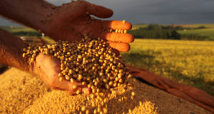 ブラジルの主要農産品の大豆（参考画像・Jonas Oliveira）