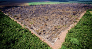 摘発を受けた法定アマゾン内の違法伐採地域（Foto: Mayke Toscano/Gcom-MT）