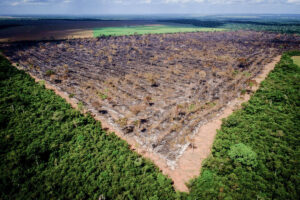 摘発を受けた法定アマゾン内の違法伐採地域（Foto: Mayke Toscano/Gcom-MT）