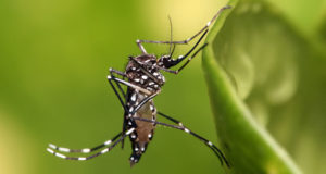 デング熱を媒介する、ネッタイシマ蚊（参考画像・Muhammad Mahdi Karim）
