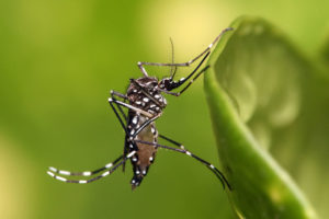 デング熱を媒介する、ネッタイシマ蚊（参考画像・Muhammad Mahdi Karim）
