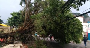 大雨と突風により市内１２０カ所以上で木が倒れ、交通遮断、停電を引き起こした（Fernando Frazao/Ag. Brasil）