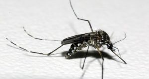 デング熱などを媒介するネッタイシマカ（Aedes aegypt、Raul Santana/Fundação Oswaldo Cruz/Divulgação）
